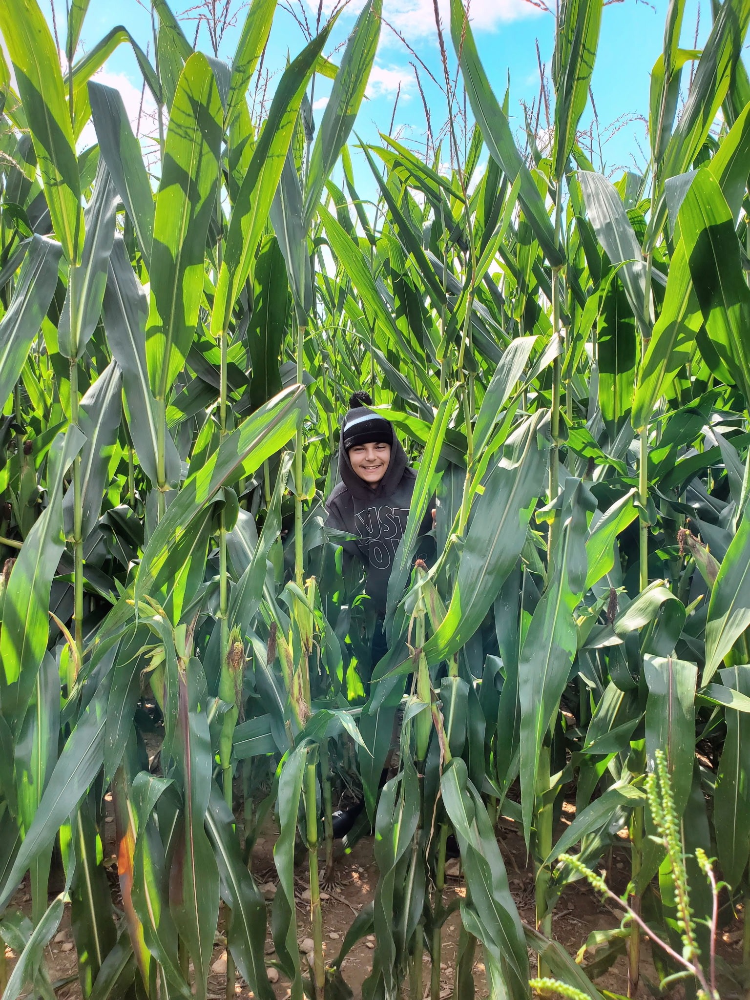 Domenic smiling among the corn stalks